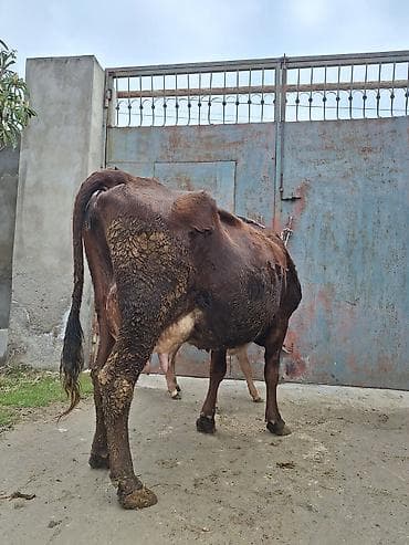 Животные: 14 litir süd verir 4 qarına doğub 25 gündü doğub balası dişdi — 2