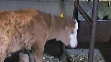 kənd toyuqlarının satışı: Birinci qarına doğub Smental mələzidi balası təmiz qan smentaldı süni — 3