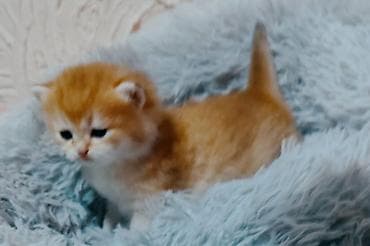 bala pitbul: Britan — 5