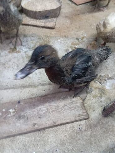 ördək balası və cücə: Misk ördəkləri – müxtəlif rəng və naxışlarda cavan balalar - Növ — 8