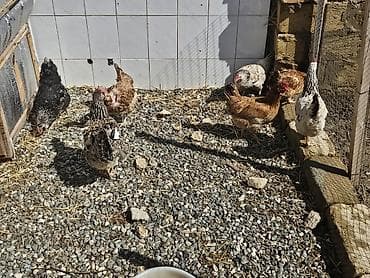 ördək balası və cücə: Toyuq, Yumurtalıq — 4