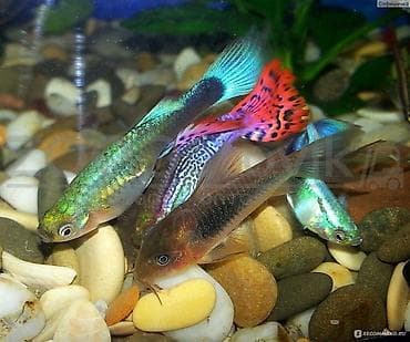 Quppi, Sülhsevər, Ünvandan götürmə, Pulsuz çatdırılma, Ödənişli çatdırılma