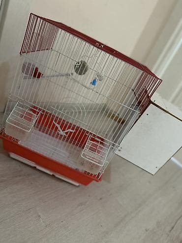 Quş qəfəsi – aksessuarlarla - Rəng: qırmızı-ağ - Material: metal lalafo.az -da Quş qəfəsi – aksessuarlarla - Rəng: qırmızı-ağ - Material: metal