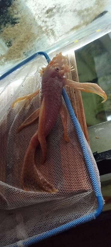rəngli balıqlar: Məhsul: Akvarium üçün ancistrus (bristlenose pleco) balıqları – albino — 7