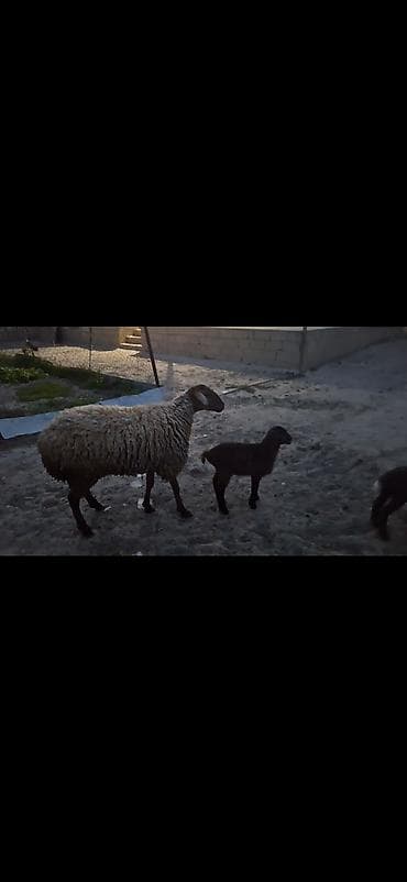 çin aslani: 1ci qarnlardı ikisində qiymət biri 650 manat — 1