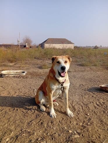 Şarj cihazları: Satılır yaş 2 yaw 3 aylığ yaxşı eləwir isdeyen wexsiye yazsin tam — 10