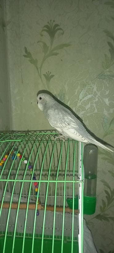 Digər heyvanlar: Məhsul: Dalmatian/xoruzquşu (bozoi və yaşıl tonlarda) dalğıc — 6