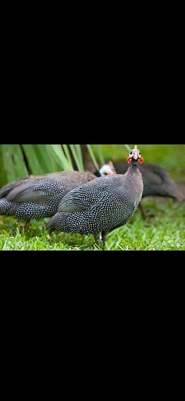 Səsək yumurtası satılır.
ÇATIRILMA VAR