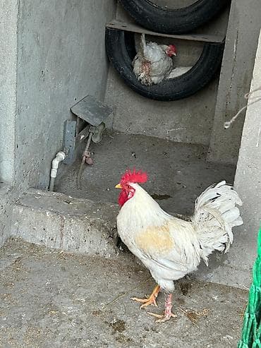 Keçilər, çəpişlər: Məhsul: Xanım toyuqlar üçün iki ədəd xoruz - Növ: Yerli qarışıq cins — 1