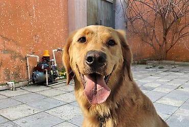 Retriever, 2 il, Erkek, Peyvəndli, Pulsuz çatdırılma