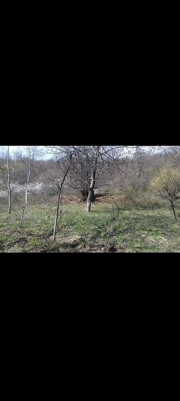 qala torpaq: Salam! Qəbələ rayonuda mərkəzə 15 dəqiqəlik məsafədə yerləşən dag — 3