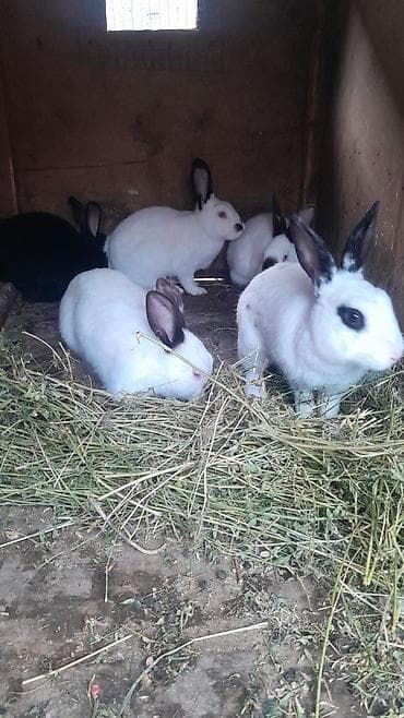 depo gold instagram: Cins dovşanlar – dekorativ və çoxalma üçün - Şəkillərdə bir neçə baş — 3