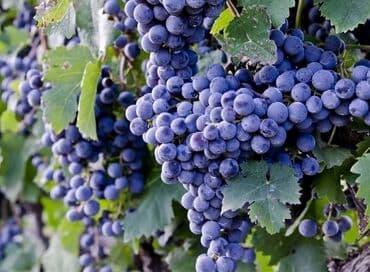 Чай, кофе, напитки: Məhsul: Avatar kişmişi (uzun, barmaq formalı qara üzüm sortu) - — 3