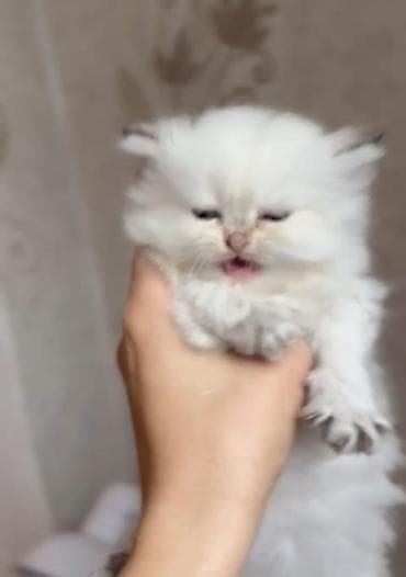 qold pişik: Şinşilla, Erkək, Dişi — 1