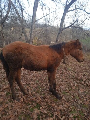 qu quşu və çöl qazı haqqında məlumat: Satılır: cavan at (şabalıdı rəng) - Növ: at - Yaş qrupu: cavan — 5