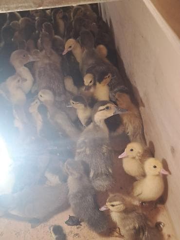 it yuvası satilir: 150 dənə irili xırdalı cins lal ördək balaları — 1