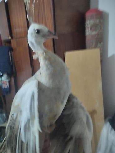 goyercin berde type 0: Nadir rəngli tovuzquşu cücəsi - Növ: Tovuzquşu (Pavo cristatus) — 4