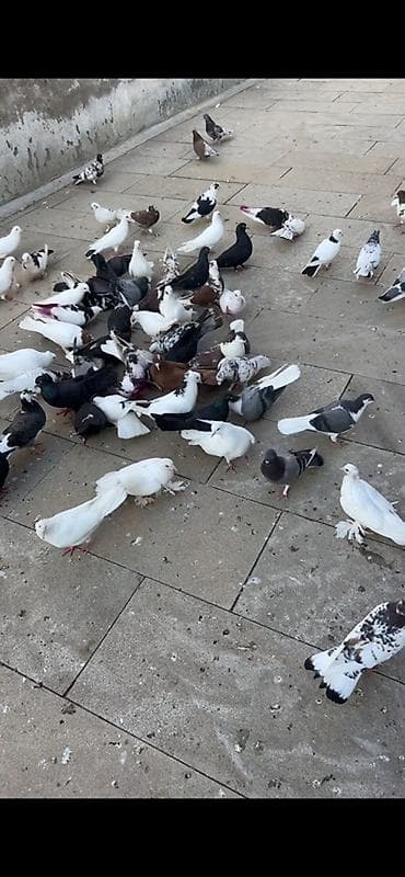 sevgi qusu: Delfinler, birde tutulmalar satilir qiymet 10 -30 arasi Xirdalandadi — 3