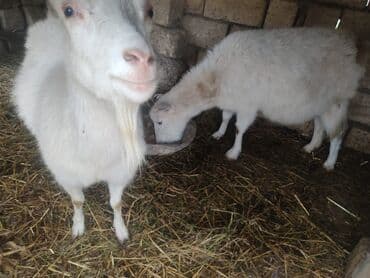 Dişi, Zanen, il: 2, Damazlıq, Ünvandan götürmə