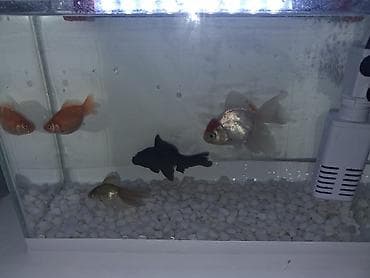 Salam Akvarium ölçüleri 35 uzunlug 15 en 25 hundurluk.akvariumun