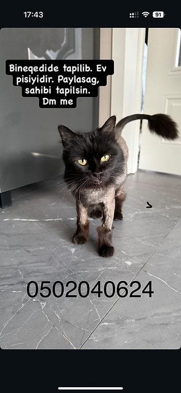 erkey pisik adlari: Yaxşı əllərə — 3