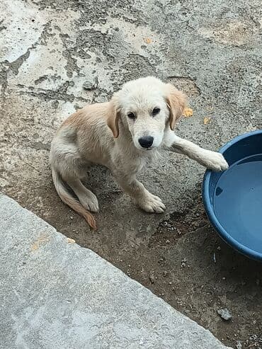 ретривер бишкек: Ретривер — 6