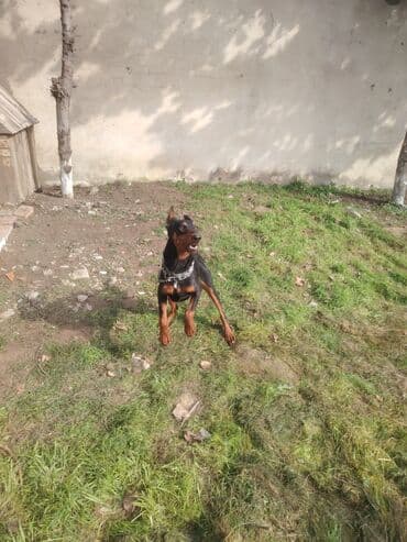 Doberman, 3 il, Dişi, Cütləşmə üçün, Ünvandan götürmə
