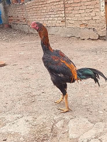 balaca heyvanlar: Salam aleykum herkese heyratı colpası satlr temız shamodu 7 ayna teze — 3