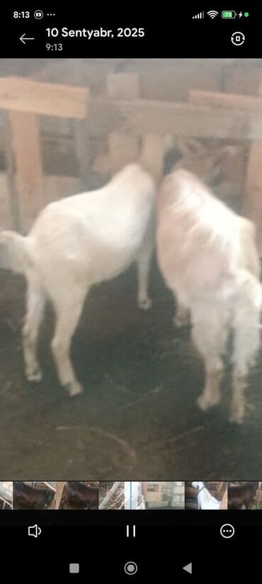 Ягнята: Məhsul: Südlük keçilər Təsvir: - Şəkillərdə bir neçə baş keçi — 3