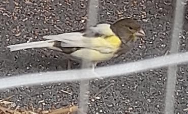 Bulbul satilir real Alicia endirim olacaq tam saqlam bulbulerdi — 1