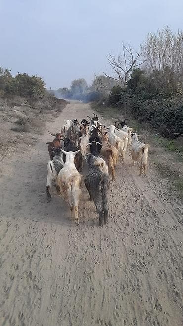 Mal-qara: Yerli keçi sürüsü Təsvir: salam yerli keçi 30 baş ana keçi