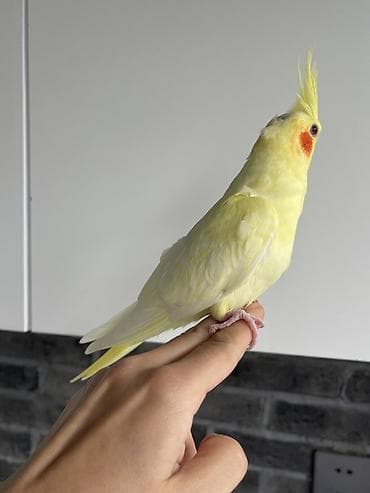 qizil qus: 3 ədəd 1,5 aylıq Nimfa tutuquşu (cockatiel) . Ev quşlarımın balalarıdı — 1