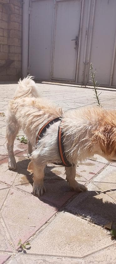 Pekines, 1 il, Dişi — 3
