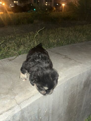 Quşlar: Micro Poodel . - Cins: kiçik ölçülü dekorativ (Micro poodel) - Rəng — 2