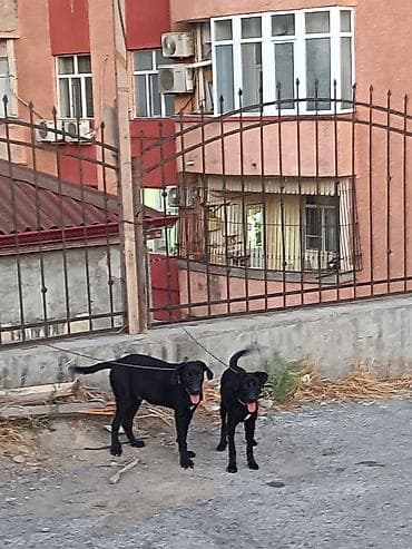 poodle satışı: Labrador-retriver, 5 ay, Ünvandan götürmə — 1