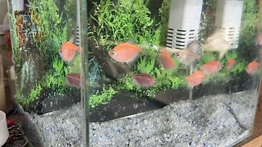 Heyvanlar: Salam! Sağlam və aktiv GloFish tetra balıqlarımı satıram. Rəngləri — 7