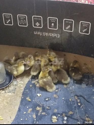Salam krasnadar őrdək balaları satlır 17 ədəddir 10 gűnlűkdűr űnvan — 2