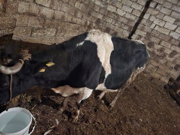 Kənd təsərrüfatı quşları: Etlik super ineydi — 6