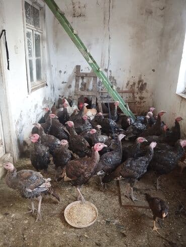 toyuq novləri: 31 ededi tam sağlam hryvanlardi şüvelandadi Təsvir: - Şəkillərdə iri — 1