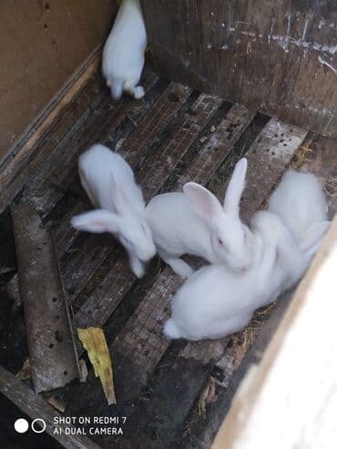 dovşan qiymətləri: Ağ albinos dovşanlar – eyni yuvalamadan olan bir neçə baş. 8 ildir — 6