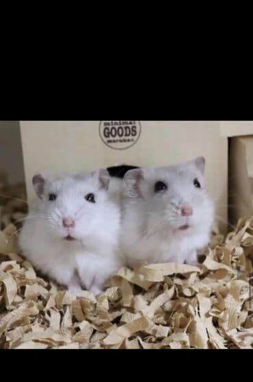 клетки для кроликов: Ağ boz qara cırtdan hamster Qəfəslə birlikdə - Növ — 2