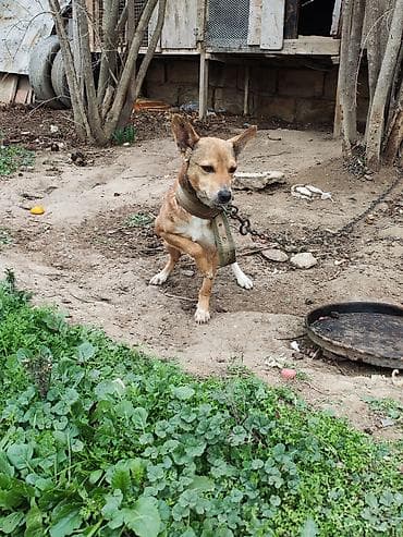 böyüməyən it: Zvanok erkəydi adamcıldı başqa it gətirdiyimə görə saxlamıram bartered — 2