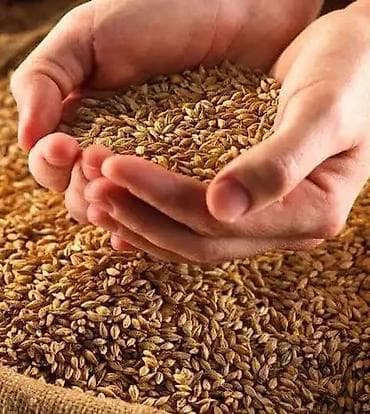 Taxıl satılır toyuq saxlamiram deyə dəyərindən aşağı qiymətə verirəm