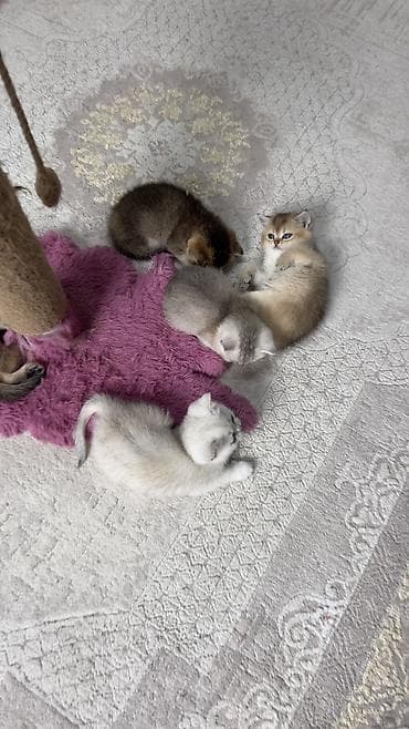 şotland pisiy: Britan, Dişi, Cütləşmə üçün, Pulsuz çatdırılma — 1