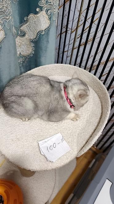 it pişik: Şinşilla — 1