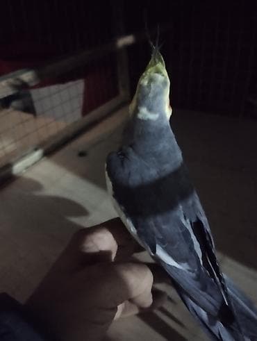 ababil quşu: Salam El quwuda var icinde 2 dene ikside erkekdi onlarin qiymeti — 2