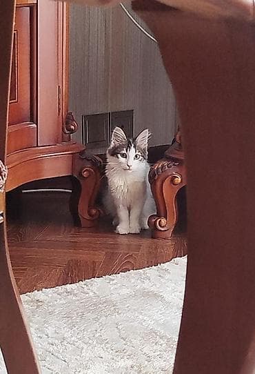 ev heyvanı satışı: 4 aylıq pişik balasına,cinsi qızdır, xeyirxah sahib axtarırıq.Masya — 5