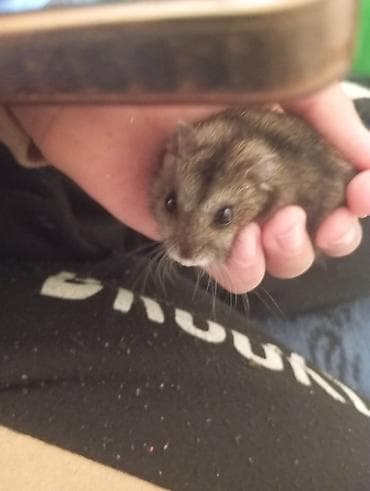 it satısı: Dag sicani satilir. Biri 2 manat. Unvan :Bine qesebesi — 2