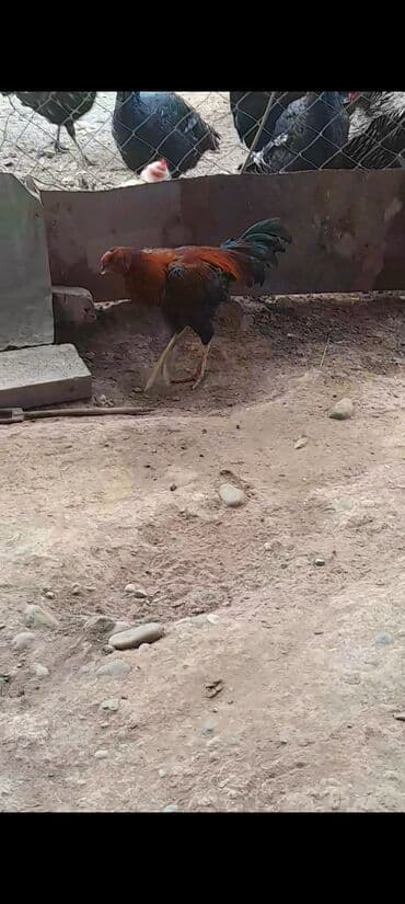 Məhsul: Qırmızı-qara rəngli xoruz Təsvir: - Aktiv və diri xoruz, uzun lalafo.az -da Məhsul: Qırmızı-qara rəngli xoruz Təsvir: - Aktiv və diri xoruz, uzun