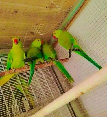 Yaşıl tutuquşu orjelya təklif olunur. Saglam 8 aylıq balalardı